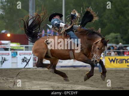 Cloverdale, Canada. 15 mai, 2015. Cole Goodine du Canada participe à la voltige à l'assemblée annuelle 2015 Rodéo Professionnel Cloverdale à Cloverdale, BC, Canada, 15 mai 2015. Le Cloverdale Rodeo a été voté la première Performance Rodeo en Amérique du Nord par la Professional Rodeo Cowboy's Association en 1984. Aujourd'hui, le Rodéo de Cloverdale et exposition est la deuxième plus grande communauté rodeo au Canada, attirant des concurrents et des spectateurs dans le monde entier. Crédit : Sergei Bachlakov/Xinhua/Alamy Live News Banque D'Images