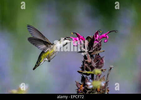 Colibri d'anna Calypte anna, Banque D'Images