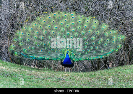 Paons Peacock, genre pavo Linnaeus Banque D'Images