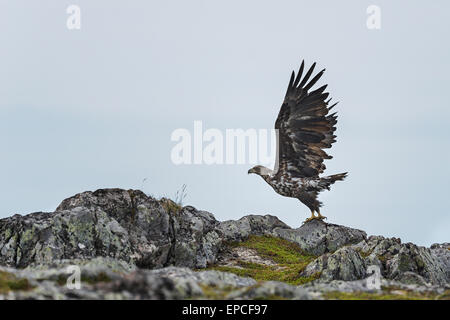Pygargue à queue blanche (Haliaeetus albicilla), Banque D'Images