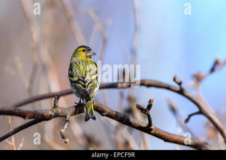 Eurasian siskin Carduelis spinus, Banque D'Images