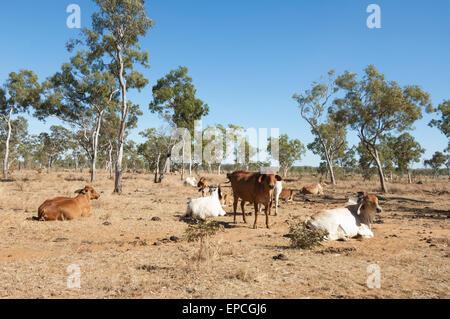 Troupeau de bétail dans un champ aride, Charnley River Station, région de Kimberley, en Australie occidentale, WA, Australia Banque D'Images