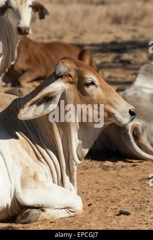 Bétail de Brahman blanc, Charnley River Station, région de Kimberley, en Australie occidentale, WA, Australia Banque D'Images