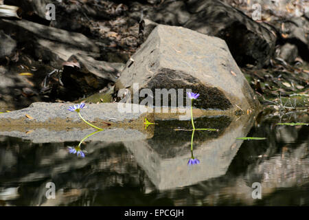 Nénuphar bleu (Nymphaea violacea) reflète dans un étang, rivière Charnley, Kimberley, Western Australia, WA, Australie Banque D'Images