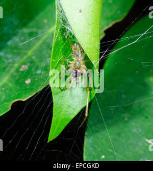 Spider (Phonognatha curling feuilles graeffei), New South Wales, Australie Banque D'Images