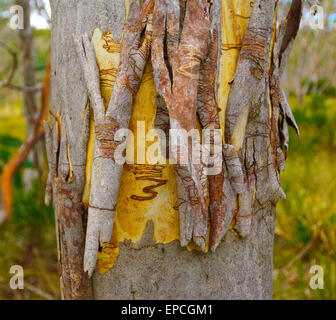 Scribbly Gum (Eucalyptus racemosa), Barrington Tops National Park, New South Wales, NSW, Australie Banque D'Images