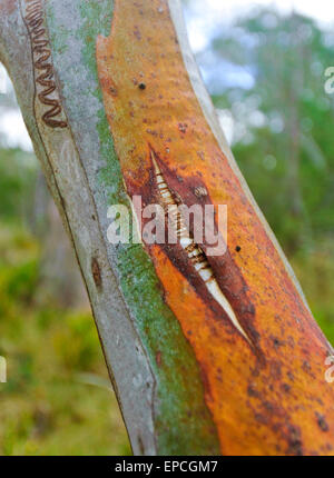 Scribbly Gum (Eucalyptus racemosa), Barrington Tops National Park, New South Wales, Australie Banque D'Images