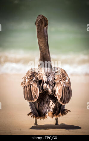 Beau pélican brun sur la plage de sable du mexique Banque D'Images