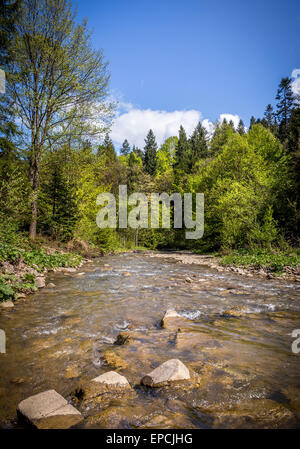 Flux rapide des forêts en Europe de l'est en été Banque D'Images