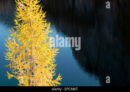 Détail de couleur automne mélèze à Vorderer Lahngangsee avec surface du lac bleu foncé dans l'arrière-plan, Styrie, Autriche Banque D'Images