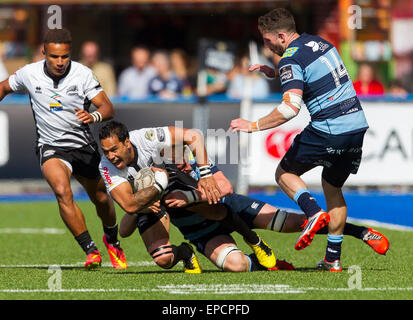 Cardiff, Pays de Galles. 16 mai, 2015. Guinness Pro12. Cardiff Blues versus zèbre. La Zèbre Dion Berryman. s Credit : Action Plus Sport/Alamy Live News Banque D'Images