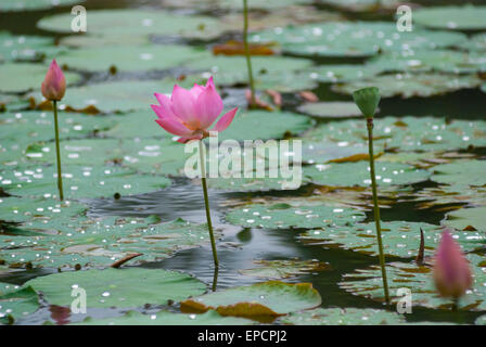 Indian lotus (Nelumbo nucifera) au Jardin botanique de Bogor, Indonésie. Banque D'Images