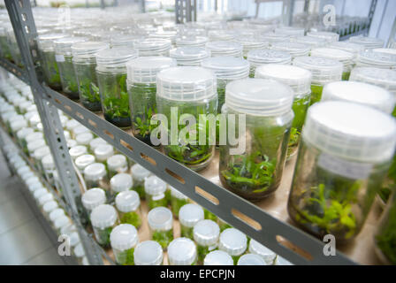 Laboratoire de culture de tissus végétaux géré par l'Institut indonésien des sciences (LIPI) au jardin botanique de Bogor, à Bogor, dans l'ouest de Java, en Indonésie. Banque D'Images