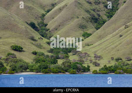 Végétation savane sur la pente d'une colline de bord de mer dans le parc national de Komodo à Komodo, West Manggarai, East Nusa Tenggara, Indonésie. Banque D'Images