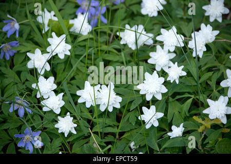 Fleurs blanc anémone des bois (Anemone nemorosa) libre avec des feuilles vertes. Banque D'Images