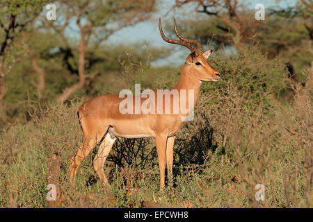 Un mâle antilope Impala (Aepyceros melampus) dans l'habitat naturel, l'Afrique du Sud Banque D'Images