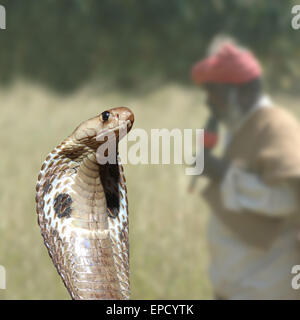 Cobra Snake catcher et indiens, Naja naja, Tamil Nadu, Inde du Sud Banque D'Images