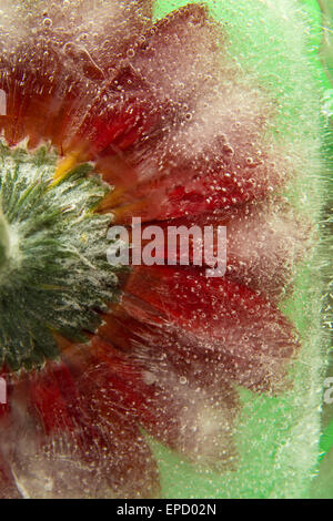 Flore congelé - rouge gerbera flower gelée dans un bloc de glace Banque D'Images