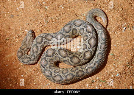 Le Viper de Russell adultes, Daboia russelii, Tamil Nadu, Inde du Sud Banque D'Images