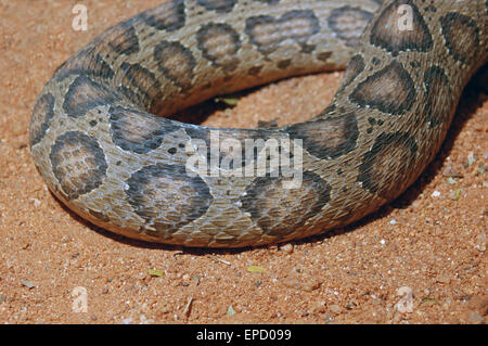 Camouflage sur des profils Russell's Viper, Daboia russelii, Tamil Nadu, Inde du Sud Banque D'Images