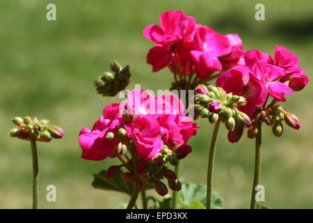 Géranium rose fleurs et bourgeons en été Banque D'Images