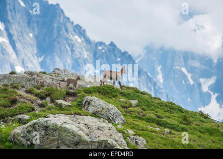 Dans les prés, Bouquetin des Alpes, Alpes, France Banque D'Images