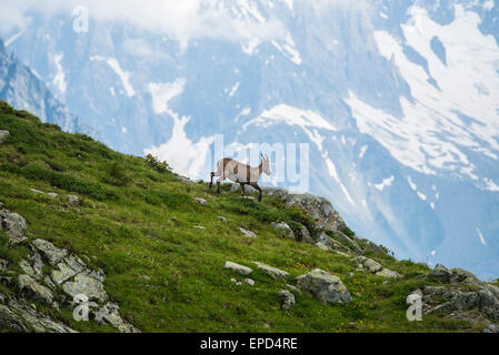 Dans les prés, Bouquetin des Alpes, Alpes, France Banque D'Images