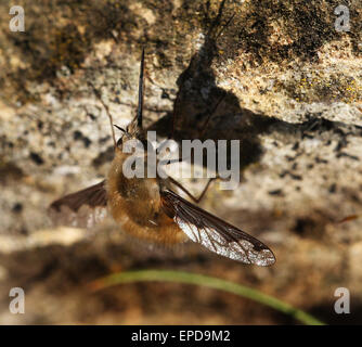 Bee Fly. Sont â€" une famille de mouches. Leur nom commun est bee flies. Banque D'Images