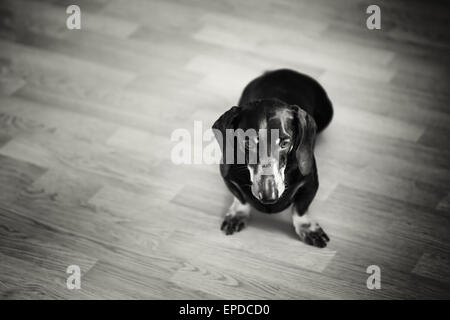 Le noir et blanc Portrait de teckel chien assis sur le plancher. Focus sélectif. Banque D'Images
