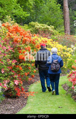 Couple en train de marcher à travers des rhododendrons et azalées à Exbury Gardens, parc national New Forest, Hampshire, Angleterre Royaume-uni en mai Printemps Banque D'Images