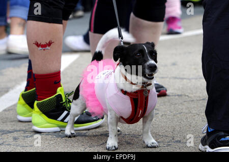 Aberystwyth, Pays de Galles, Royaume-Uni. 17 mai, 2015. Un Jack Russell dans un tutu se prépare à faire la course pour la vie à Aberystwyth. ©Jon Freeman/Alamy News Ltd Banque D'Images