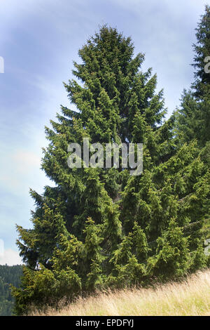 Epicéa commun, Arbre de Noël, Gewöhnliche Fichte, Rot-Fichte, Rotfichte, Picea abies Banque D'Images