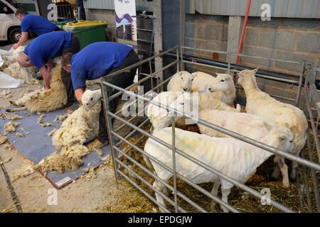 Royal Welsh Spring Festival Builth Wells, Pays de Galles, Royaume-Uni, mai 2015. La tonte des moutons tondus nouveau look frais et propre après avoir été tondus à la main au cours d'une démonstration de la tonte sur le deuxième jour de la Royal Welsh Fête du printemps au milieu de l'année au Pays de Galles. Banque D'Images