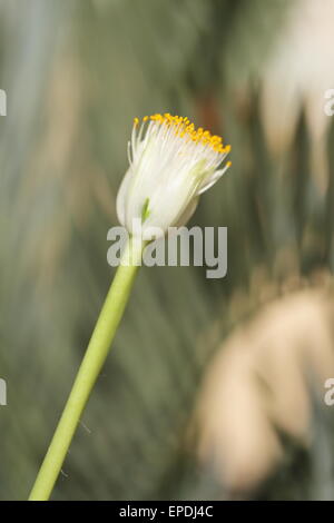 Close up de la fleur d'Haemanthus albiflos, une plante bulbeuse evergreen indigène de l'Afrique du Sud Banque D'Images