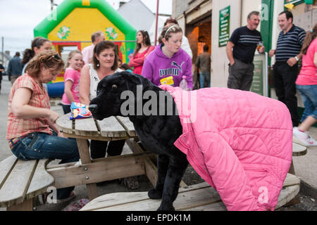 Poupée peluche chien le long de High Street, dans cette zone rurale.du violon et de la musique irlandaise fans du monde entier viennent à jouer dans une petite Banque D'Images