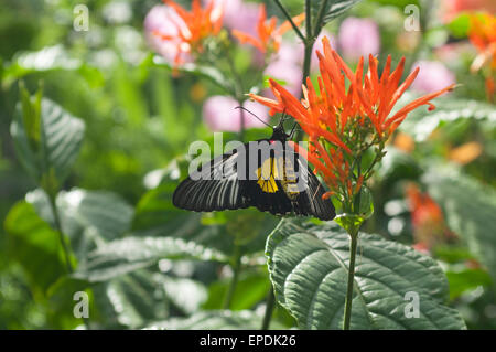 Troide papillon sur une fleur Banque D'Images