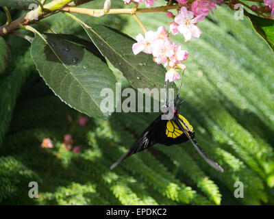 Butterfly on flower Banque D'Images