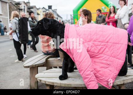 Poupée peluche chien le long de High Street, dans cette zone rurale.du violon et de la musique irlandaise fans du monde entier viennent à jouer dans une petite Banque D'Images