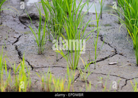 Petits plants de riz poussant dans un champ de boue craquelée séchées. Banque D'Images