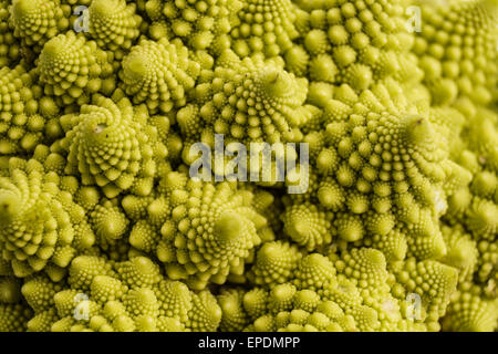 Brocoli ou chou-fleur Romanesco gros plan et d'arrière-plan.