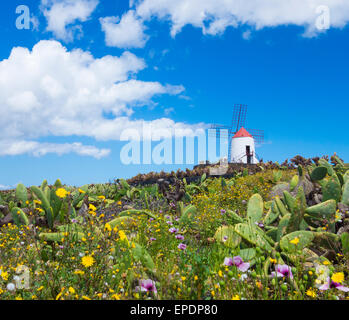 Jardin de cactus (Cactus Garden) sur Lanzarote, îles Canaries, Espagne. Banque D'Images
