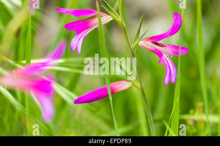 Gladiolus Italicus poussent à l'état sauvage dans les montagnes d'Anaga sur Tenerife, Canaries, Espagne Banque D'Images