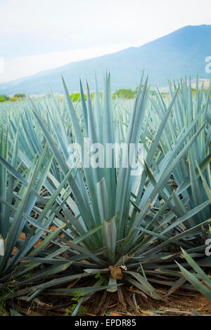 L'agave bleu, Harvest, Tequila, Jalisco, Mexique Banque D'Images