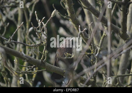 Dans le Blackbird femelle Branches Magnolia Banque D'Images