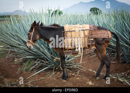 L'agave bleu, Harvest, Tequila, Jalisco, Mexique Banque D'Images