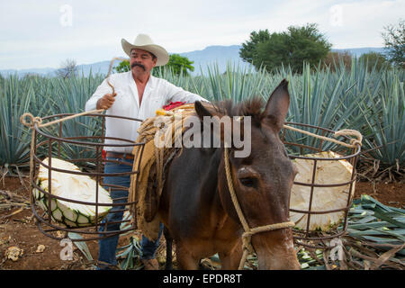 L'agave bleu, Harvest, Tequila, Jalisco, Mexique Banque D'Images