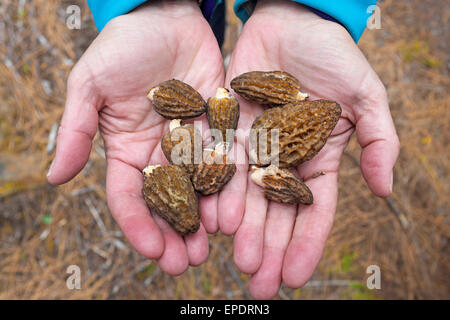 Comestible très 'fire' morel champignons sauvages de la chaîne des Cascades dans le centre de l'Oregon Banque D'Images