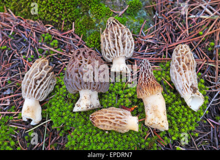 Une poignée d'or jaune ou de morilles, Morchella esculenta, à partir de la chaîne des Cascades en Oregon Banque D'Images