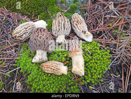 Une poignée d'or jaune ou de morilles, Morchella esculenta, à partir de la chaîne des Cascades en Oregon Banque D'Images