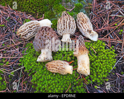 Une poignée d'or jaune ou de morilles, Morchella esculenta, à partir de la chaîne des Cascades en Oregon Banque D'Images